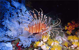 Red Sea Extreme Tour